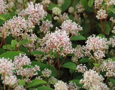California Lilac Marie Simon - Pink-flowered Ceanothus - Ceanothus Pallidus Marie Simon