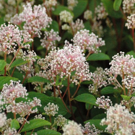 Amerikaanse sering Marie Simon - Sikkelbloem- Ceanothus Pallidus Marie Simon