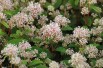 California Lilac Marie Simon - Pink-flowered Ceanothus - Ceanothus Pallidus Marie Simon