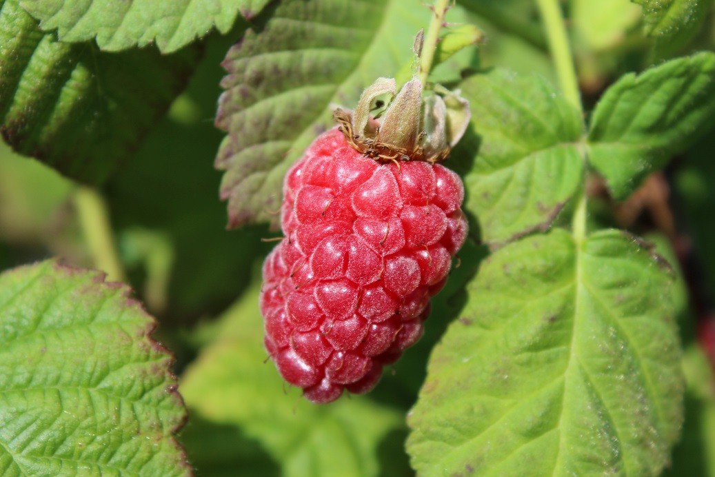 Tayberry-Riesenhimbeere