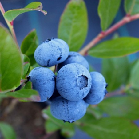 Amerikaanse Blauwe bes Elliott - Vaccinium corymbosum Elliott