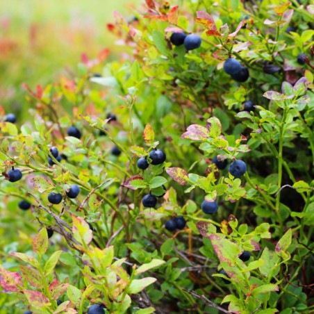 Amerikaanse Blauwe bes Elliott - Vaccinium corymbosum Elliott