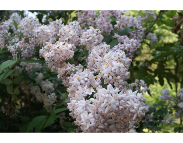 Rosendeutzie Mont Rose - Deutzia Mont Rose