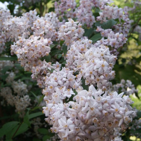 Rosendeutzie Mont Rose - Deutzia Mont Rose