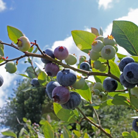 Myrtillier d'Amérique Elliott - Vaccinium corymbosum Elliott