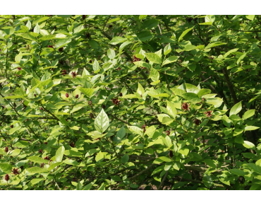 Calycanthus floridus - Jardins du Monde.be