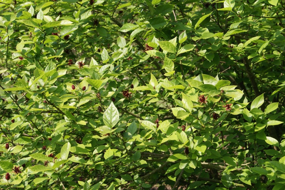 Calycanthus floridus - Jardins du Monde.be