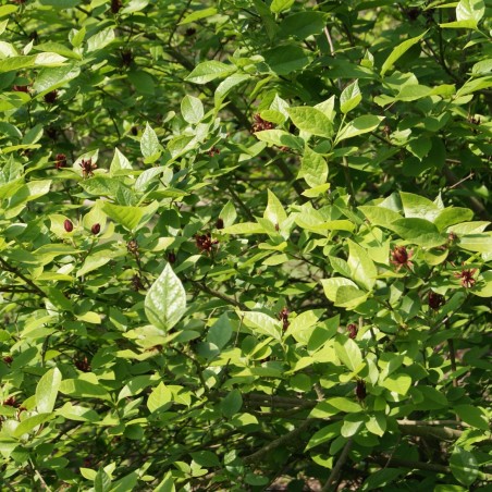 Calycanthus floridus - Jardins du Monde.be