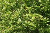 Calycanthus floridus - Jardins du Monde.be