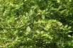Calycanthus floridus - Jardins du Monde.be
