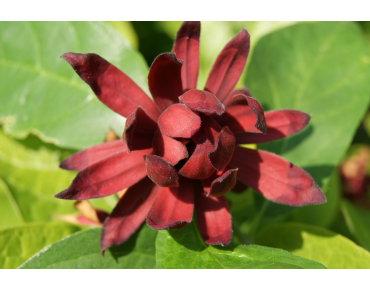 Calycanthus floridus - Jardins du Monde.be