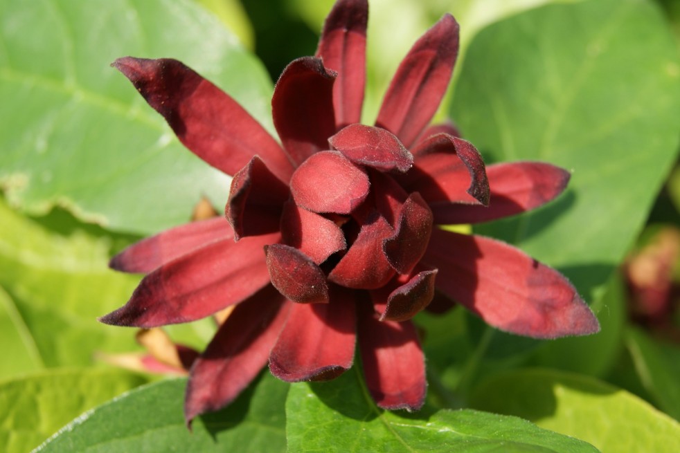 Calycanthus floridus - Jardins du Monde.be