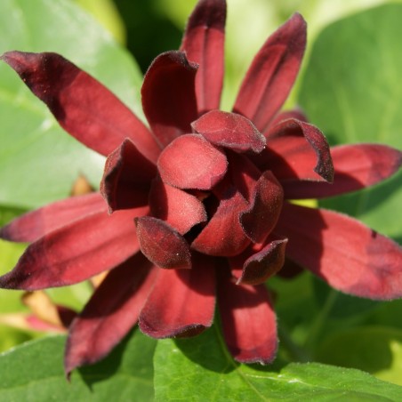 Calycanthus floridus - Jardins du Monde.be