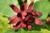 Calycanthus floridus - Jardins du Monde.be