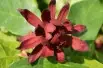Calycanthus floridus - Jardins du Monde.be