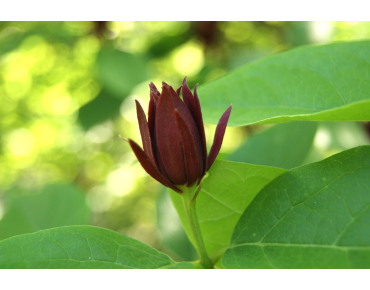 Calycanthus floridus - Jardins du Monde.be