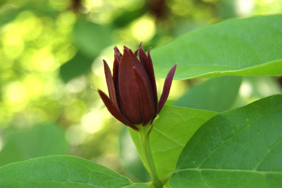 Calycanthus floridus - Jardins du Monde.be