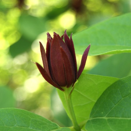 Calycanthus floridus - Jardins du Monde.be