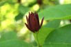 Calycanthus floridus - Jardins du Monde.be