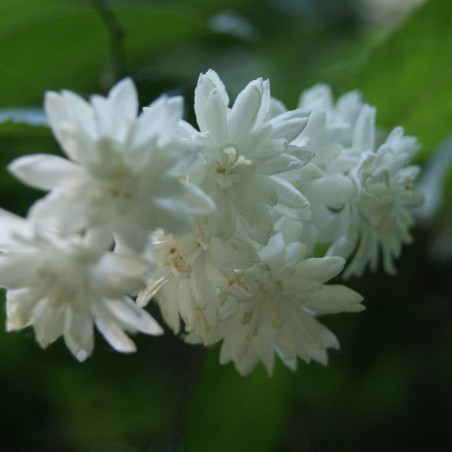 Sternchenstrauch Scabra - Deutzia Scabra