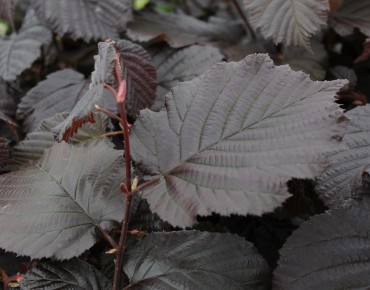 Purple Hazel tree Rode...