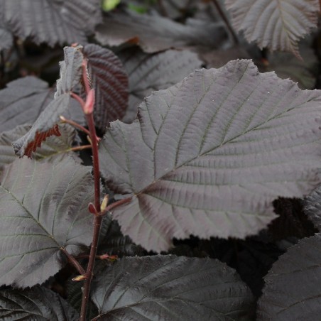 Purple Hazel tree Rode Zellernoot - Corylus avellana Rode Zellernoot