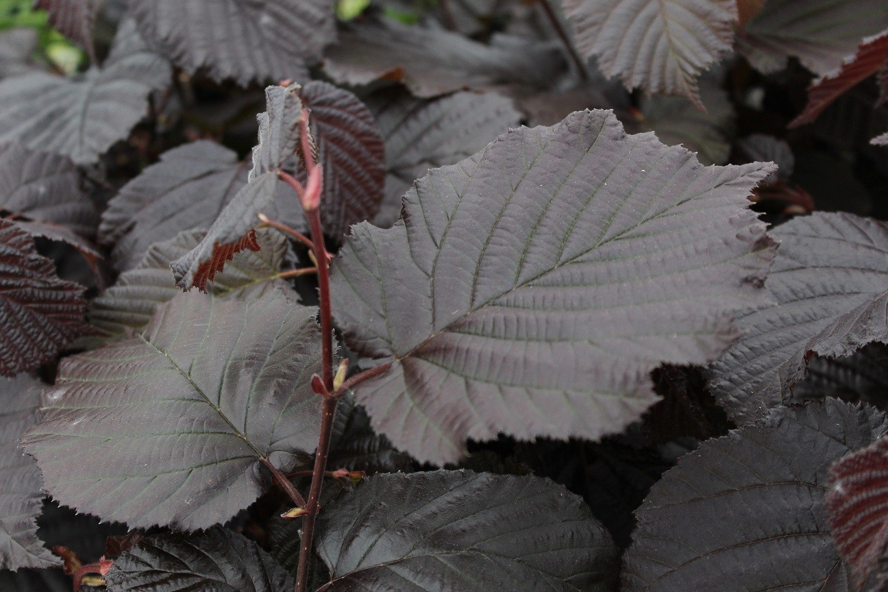 Purple Hazel tree Rode Zellernoot