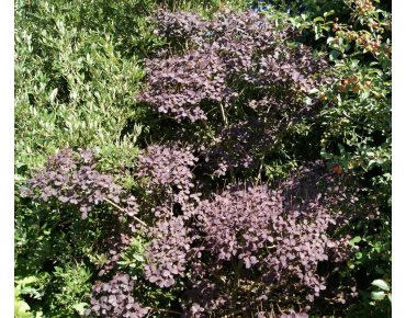 Paarse pruikenboom - Cotinus Coggygria Royal Purple