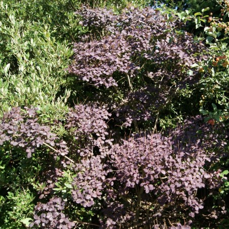 Arbre à perruque pourpre - Cotinus Coggygria Royal Purple
