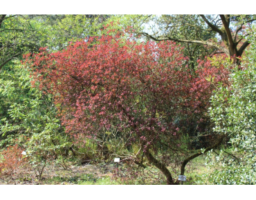 Paarse pruikenboom - Cotinus Coggygria Royal Purple