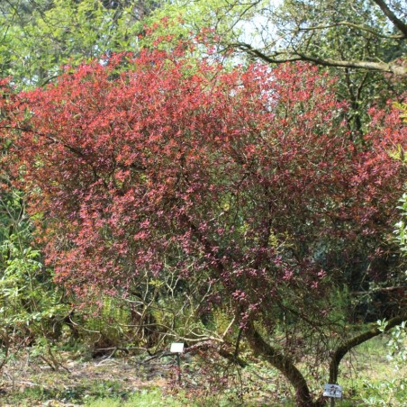 Roter Perückenstrauch Royal Purple - Cotinus Coggygria Royal Purple