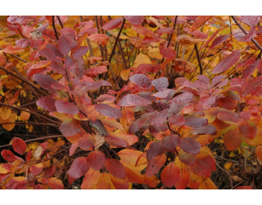 Paarse pruikenboom - Cotinus Coggygria Royal Purple