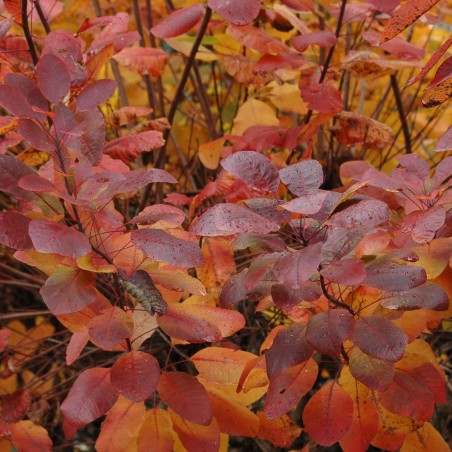 Arbre à perruque pourpre - Cotinus Coggygria Royal Purple