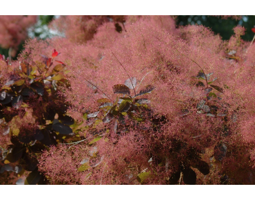 Paarse pruikenboom - Cotinus Coggygria Royal Purple