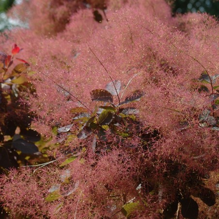 Arbre à perruque pourpre - Cotinus Coggygria Royal Purple