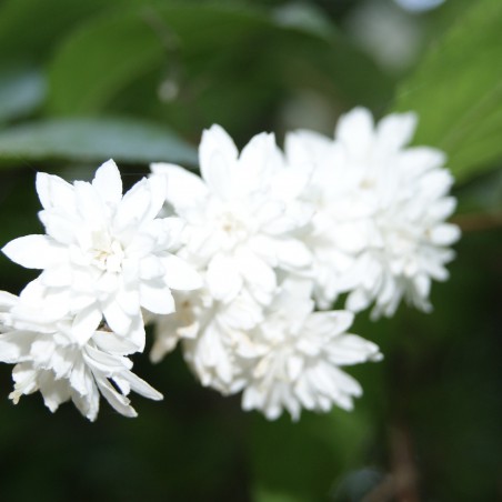 Deutzie Scabra - Deutzia Scabra