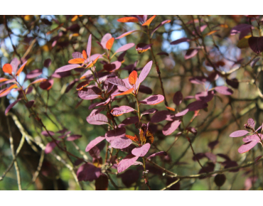 Arbre à perruque pourpre - Cotinus Coggygria Royal Purple