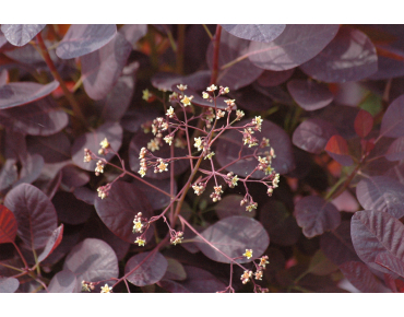Arbre à perruque pourpre - Cotinus Coggygria Royal Purple