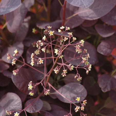 Roter Perückenstrauch Royal Purple - Cotinus Coggygria Royal Purple