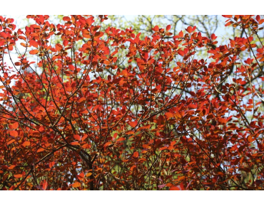 Arbre à perruque pourpre - Cotinus Coggygria Royal Purple