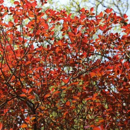 Roter Perückenstrauch Royal Purple - Cotinus Coggygria Royal Purple