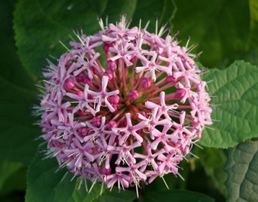 Clerodendrum Bungei - Jardins du Monde.be