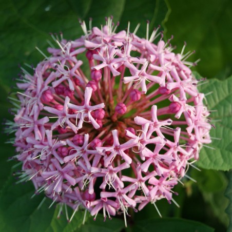 Clerodendrum Bungei - Jardins du Monde.be