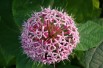 Clerodendrum Bungei - Jardins du Monde.be Clerodendrum Bungei - Jardins du Monde.be