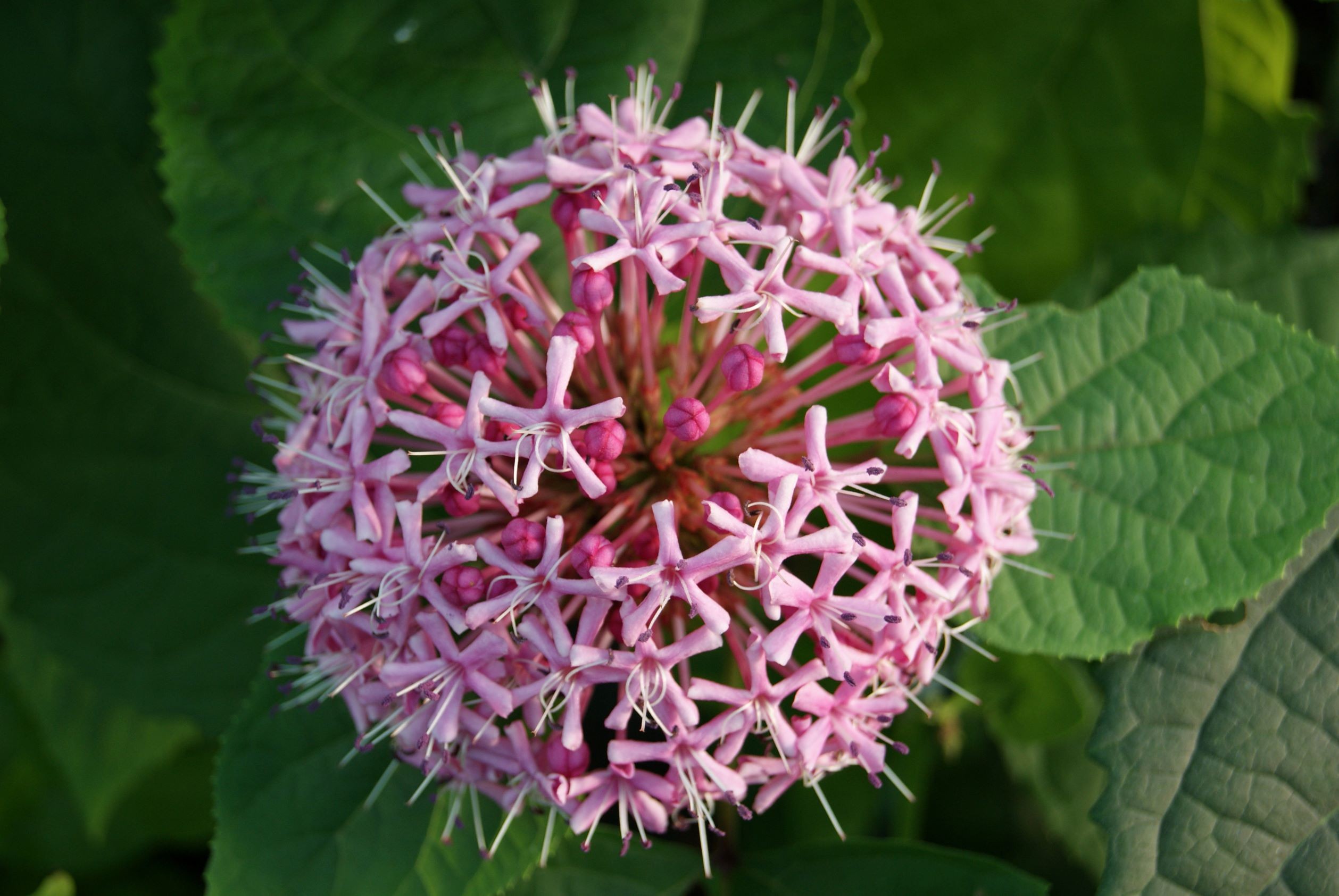 Westlicher Knopfbusch - Cephalanthus occidentalis