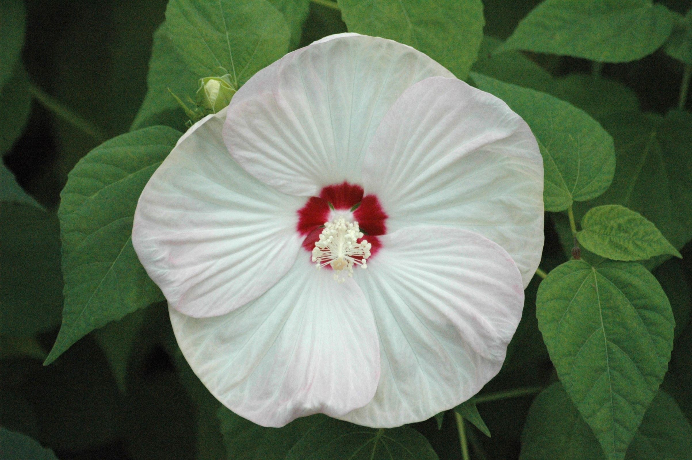Hibiscus des marais blanc à cœur rouge