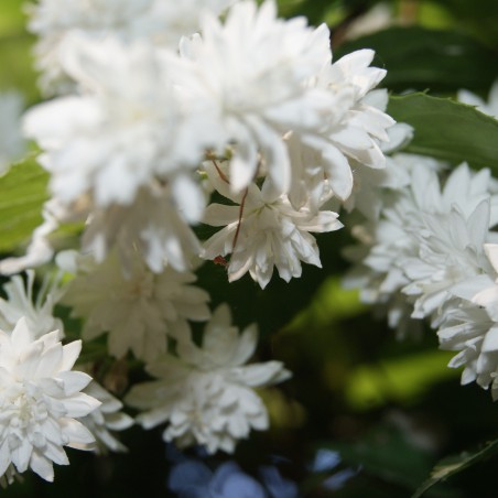 Fuzzy Deutzia - Deutzia Scabra
