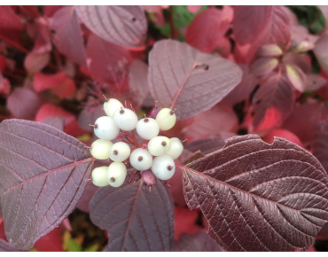 Witte kornoelje Siberian Pearls - Cornus alba Siberian Pearls