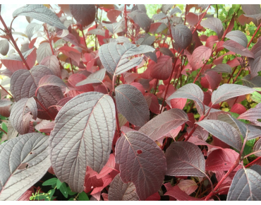 Red-barked dogwood Siberian Pearls - Cornus alba Siberian Pearls