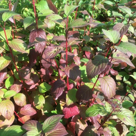 Red-barked dogwood Siberian Pearls - Cornus alba Siberian Pearls